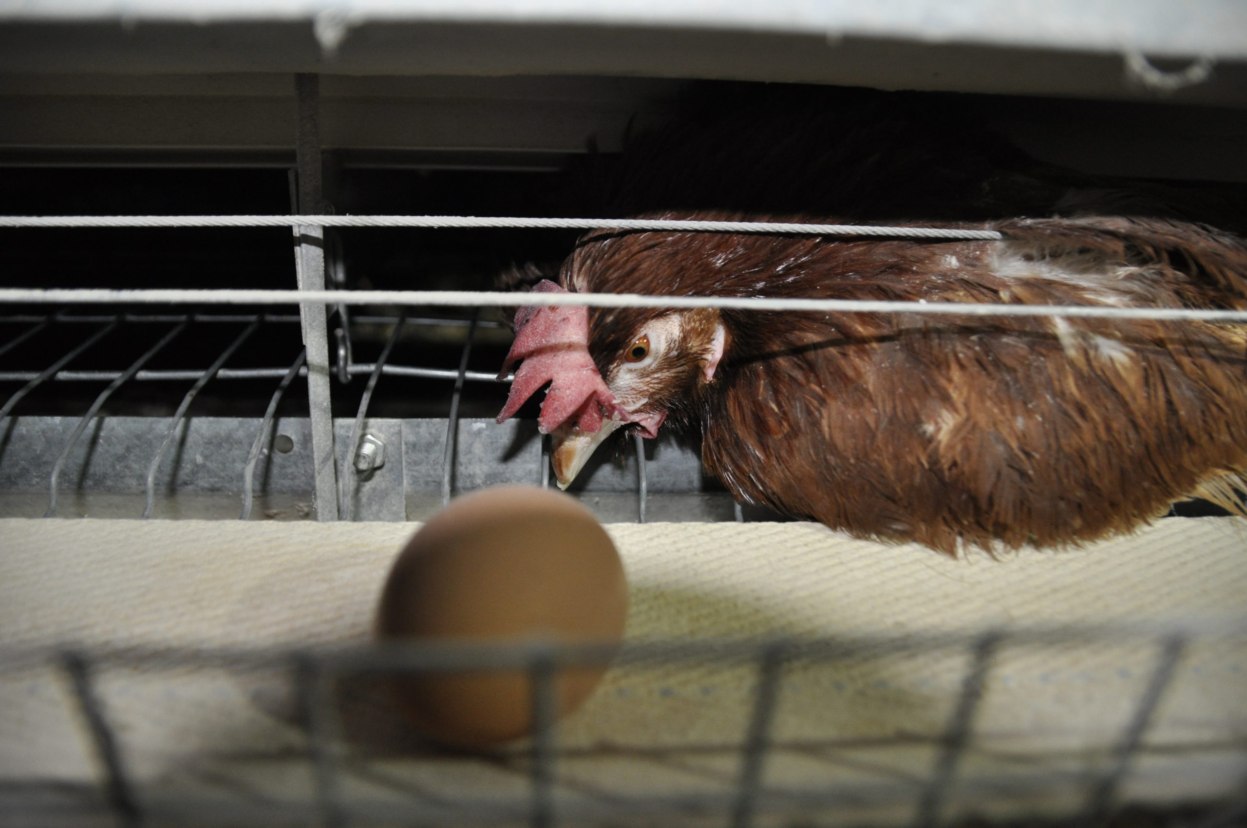 JAWO rezygnuje z jaj z hodowli klatkowych