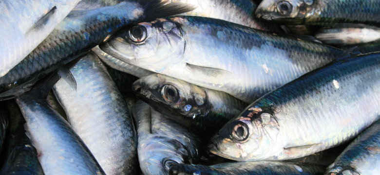 W 2014 r. o 3,6% mniejsza produkcja ryb głównie mrożonych i wędzonych