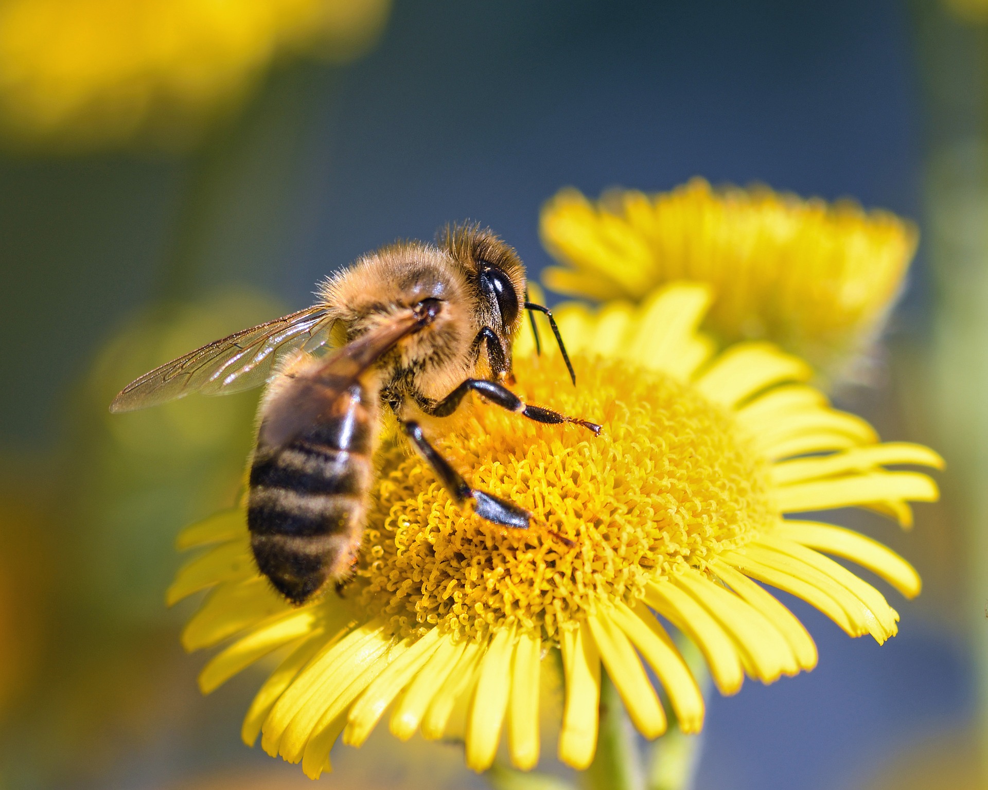 W Polsce przybywa pszczół i rośnie również spożycie miodu