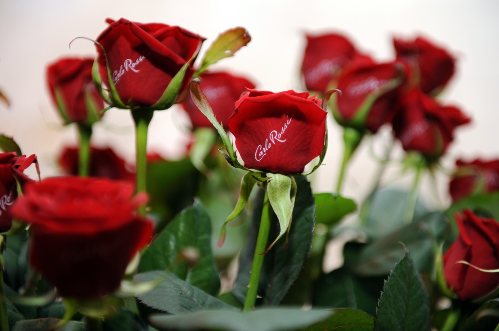 Tysiące róż od Carlo Rossi na Dzień Kobiet