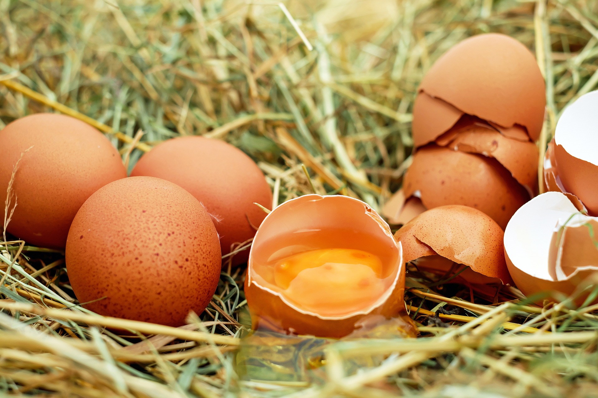 Zmiany produkcji jaj w Polsce i Nowej Zelandii