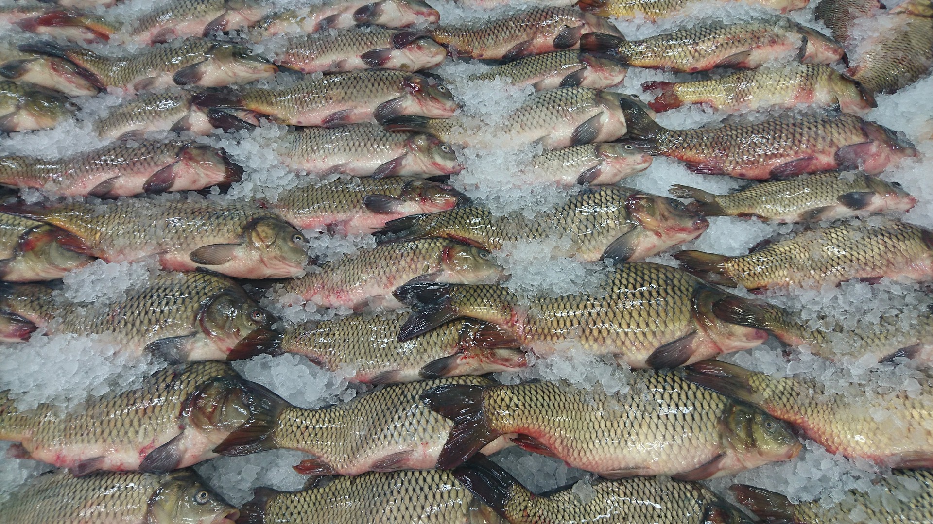 Gróbarczyk: chcemy coraz większego przetwórstwa ryb w Polsce
