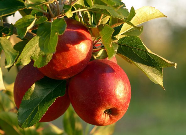 Polskie jabłka pojadą do Kolumbii