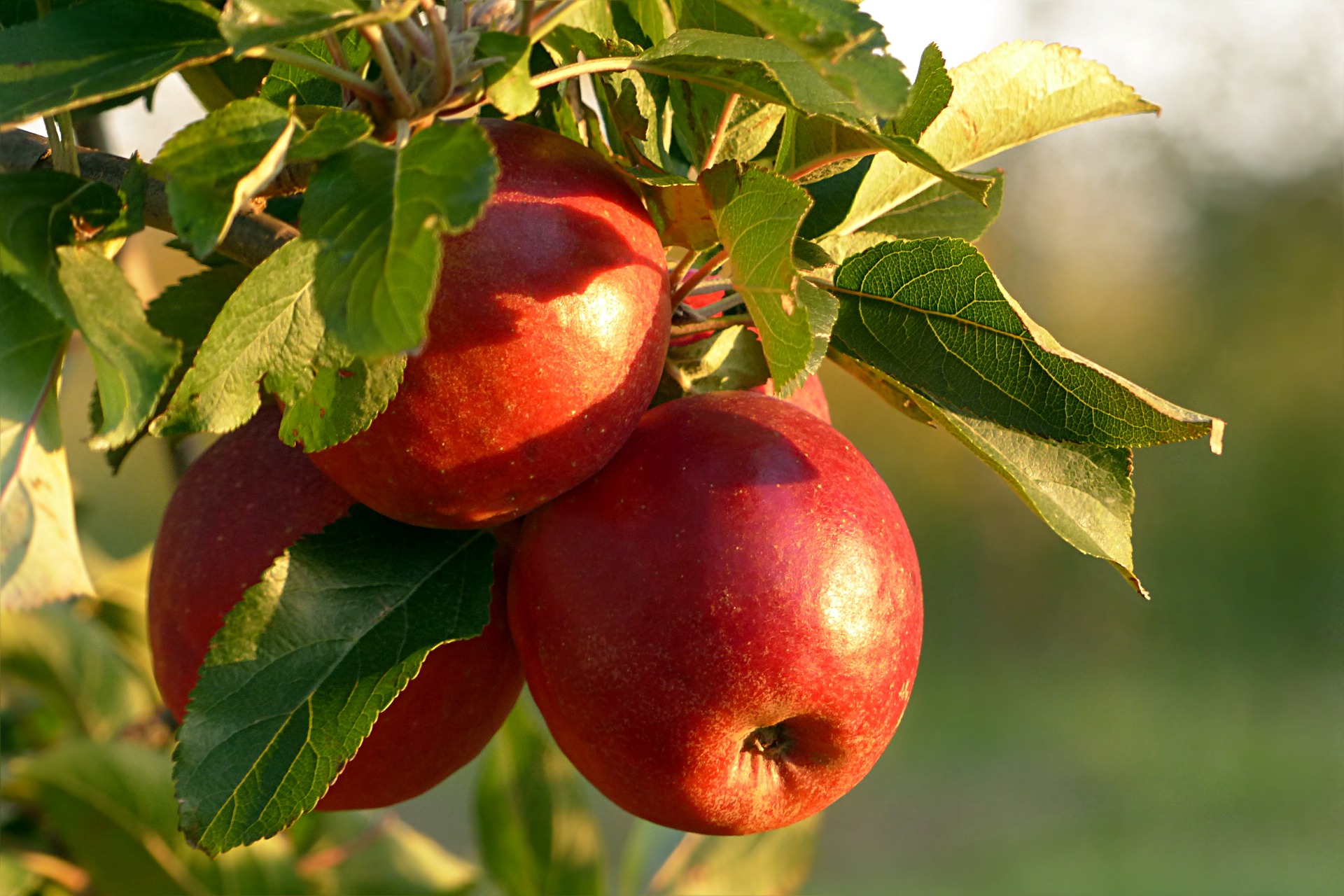 Polskie jabłka na chińskim rynku