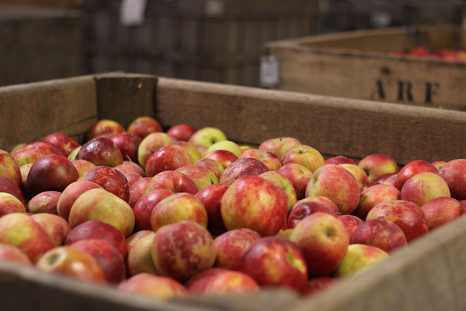 Wysoka sprzedaż polskich jabłek do Egiptu