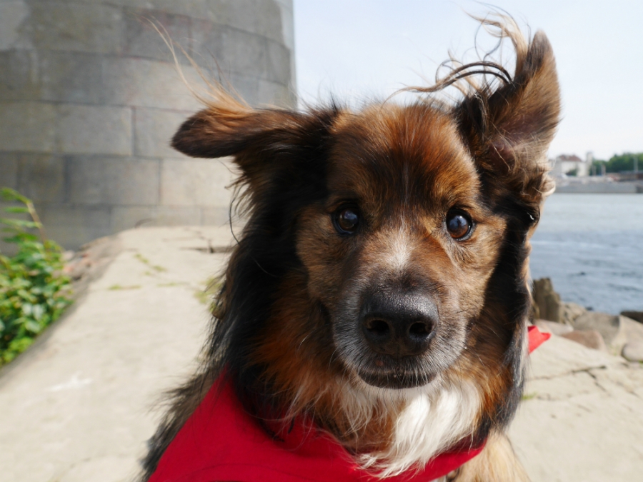 Carrefour Polska zachęca do odpowiedzialnej adopcji psów