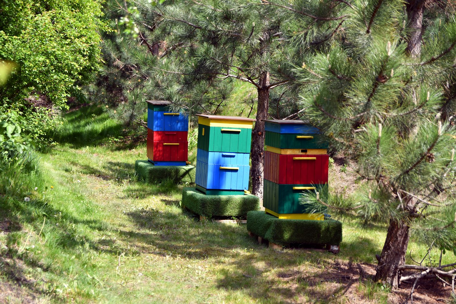 Zielona Galeria Solna z pszczołami