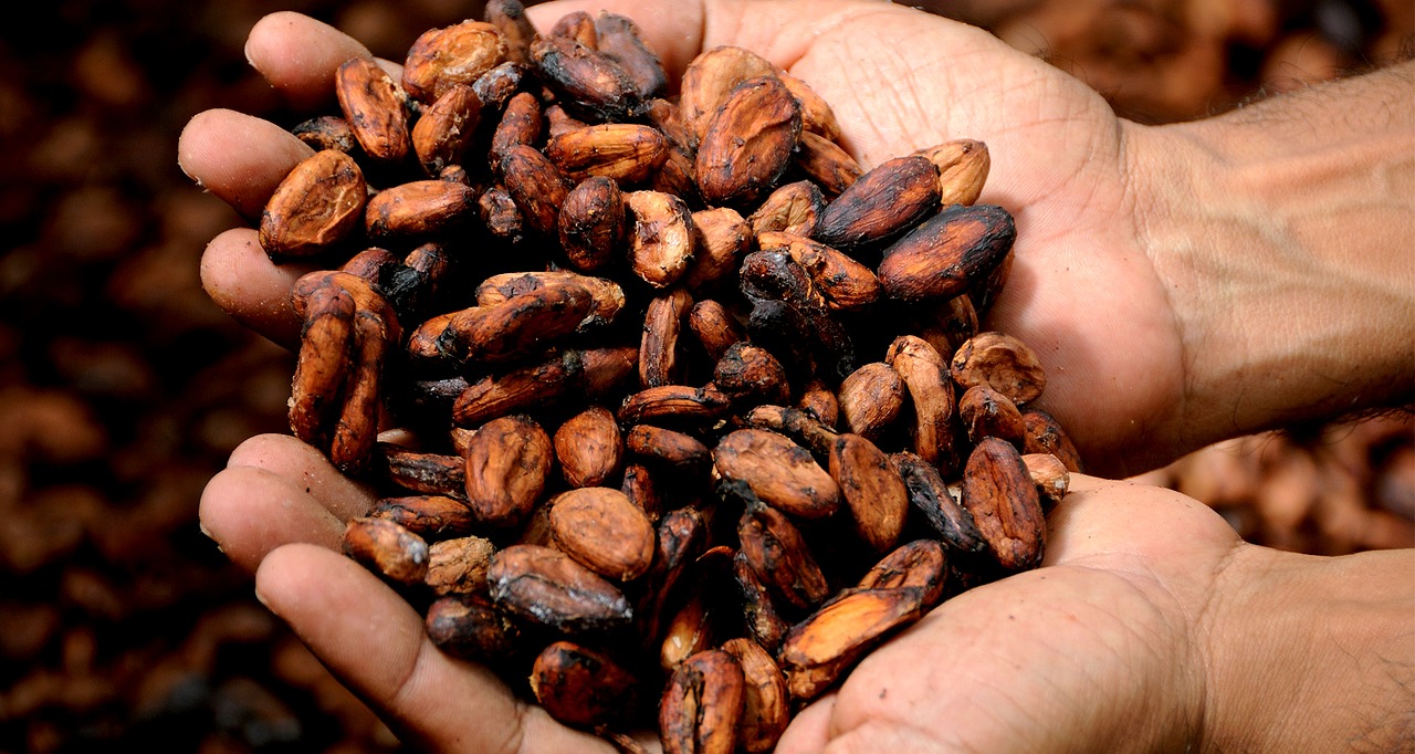 Kakao drożeje na światowym rynku