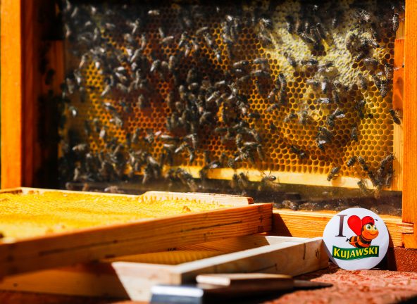 Wielki Dzień Pszczół – cała Polska zakłada Miejsca Przyjazne Pszczołom