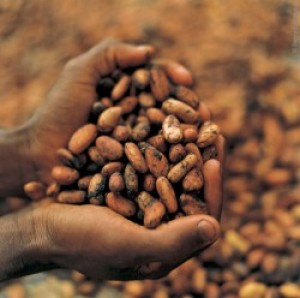 Cena kakao bliska 3-letnich rekordów
