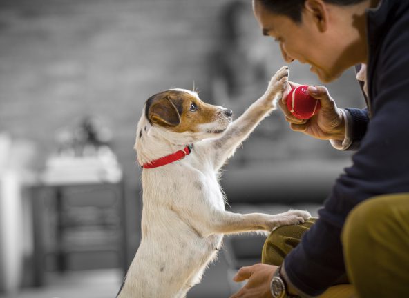 Nestlé PURINA – w trosce o zwierzęta