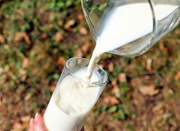 Wzrost produkcji pełnego mleka w proszku