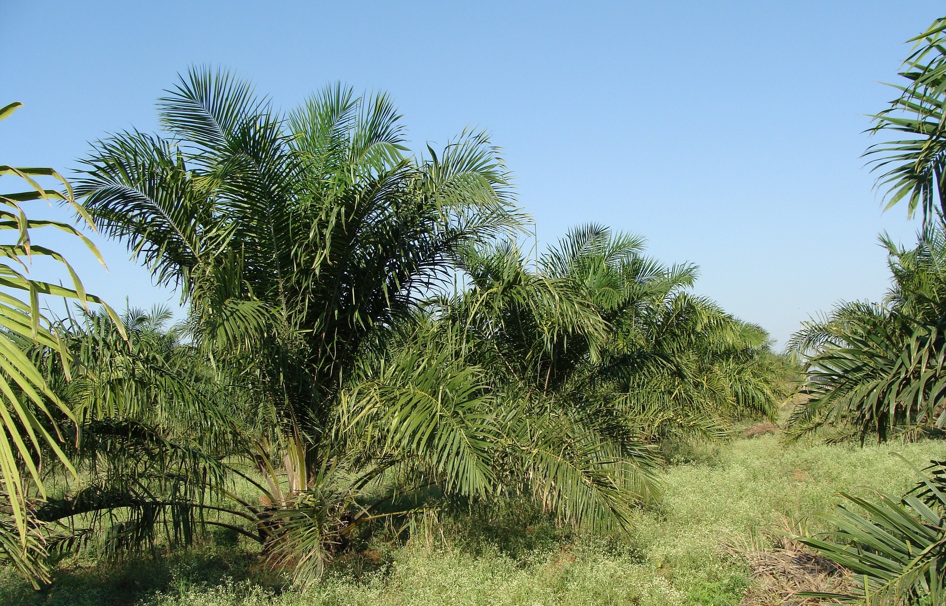 Satelity śledzą plantacje oleju palmowego