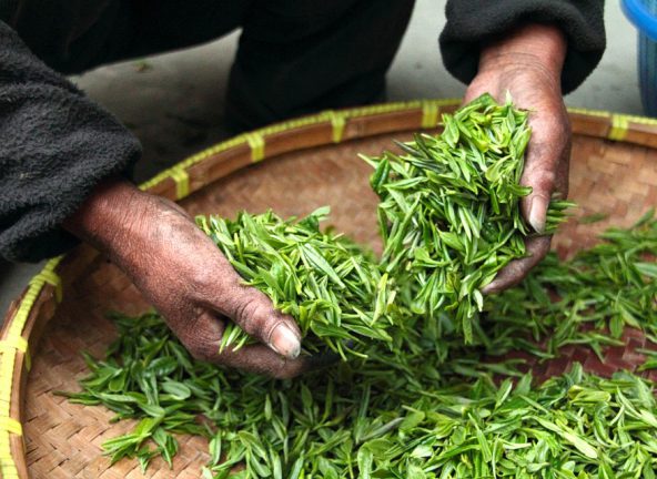 Kłopoty najsłynniejszej indyjskiej herbaty