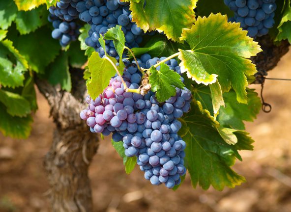 Rośnie rynek win ekologicznych