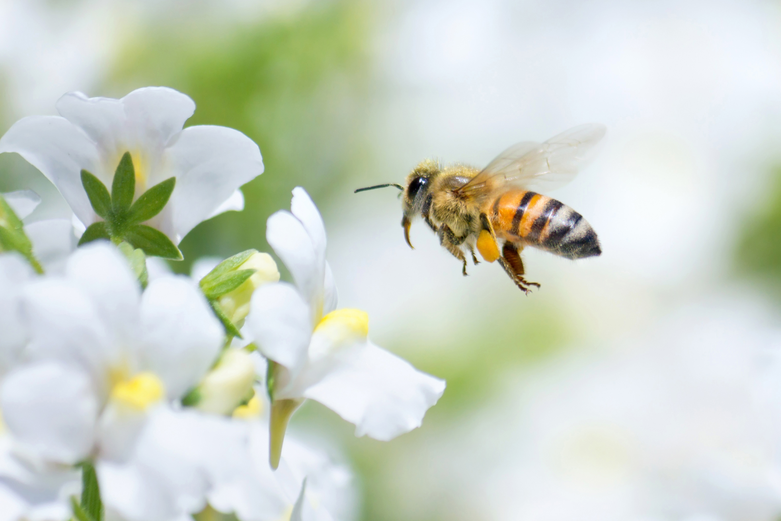 10 lat programu „Z Kujawskim Pomagamy Pszczołom”
