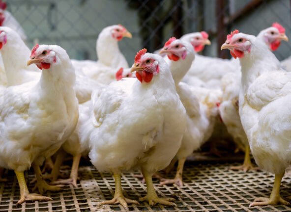 Przetwórstwo mięsa kurczaków i produkcja jaj: już nie jesteśmy unijnym liderem