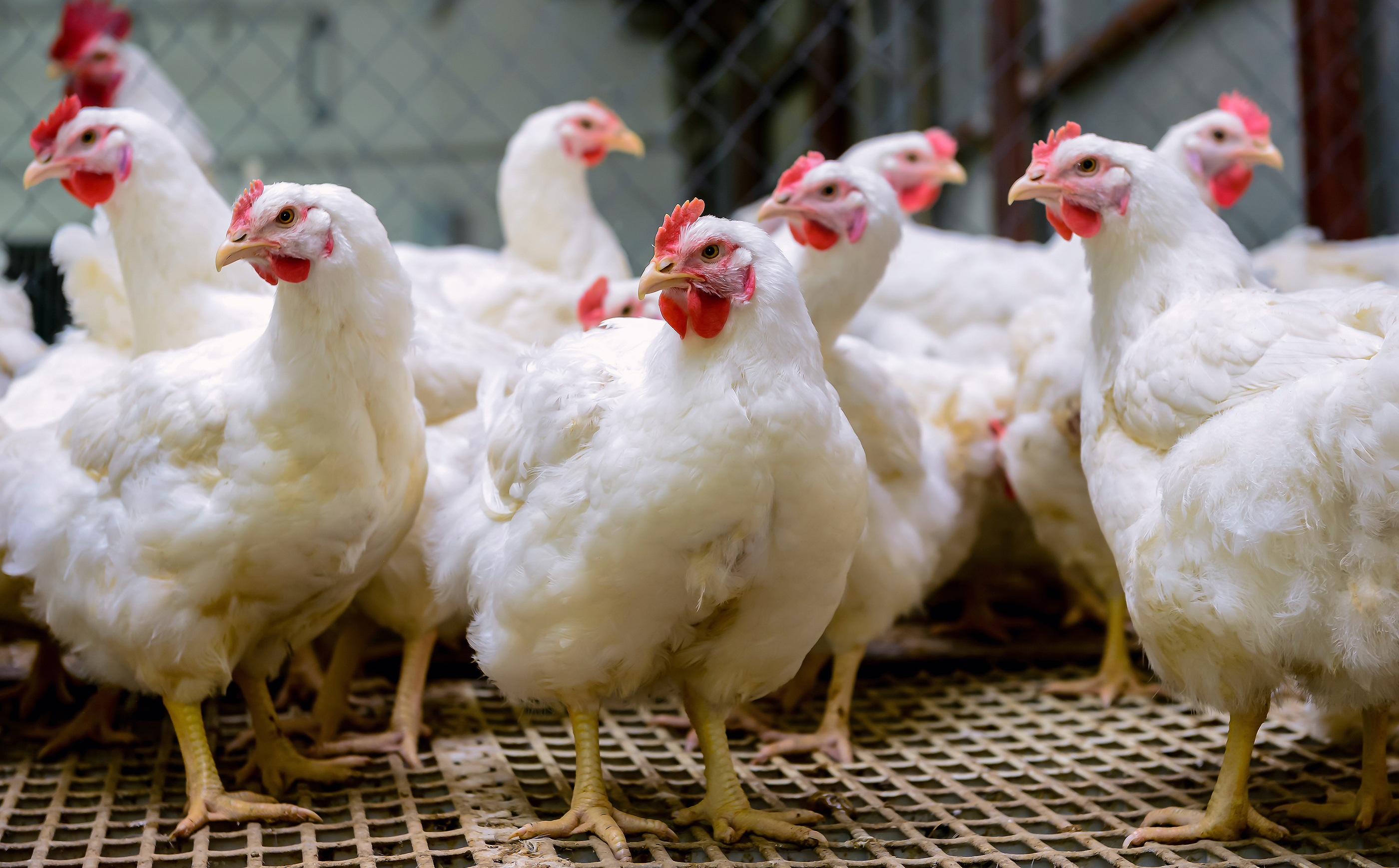 Przetwórstwo mięsa kurczaków i produkcja jaj: już nie jesteśmy unijnym liderem