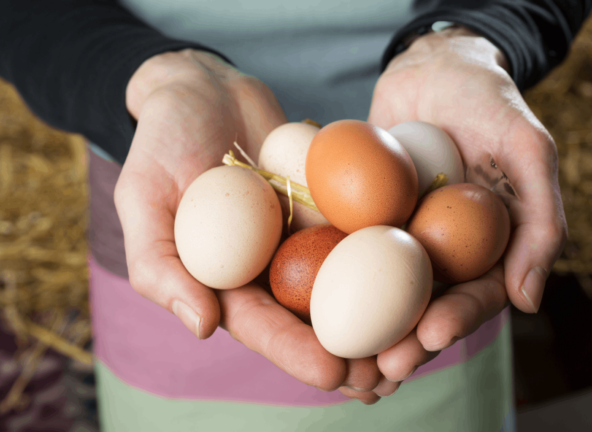Kaufland zamierza oferować jaja wyłącznie z alternatywnych form chowu