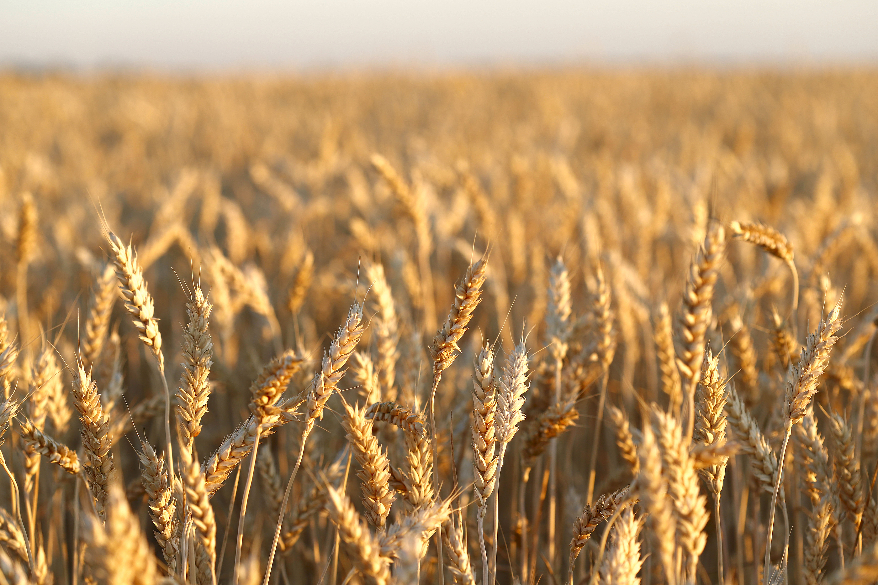 Młynarze proszą resort o pomoc: “Uwolnijcie rezerwy zbóż!”