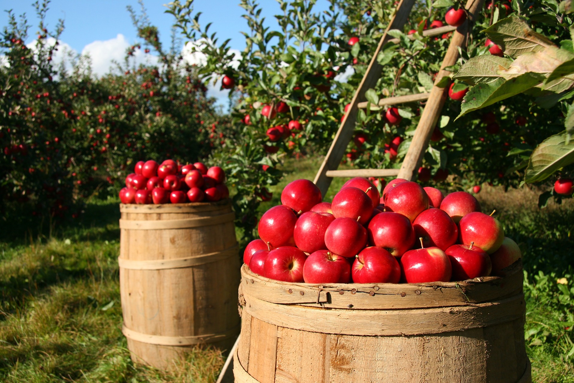 Polska w czołówce największych producentów jabłek