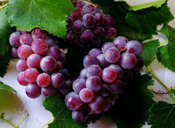 Polacy coraz chętniej piją wino i coraz więcej go produkują