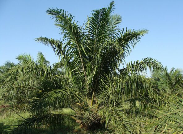 Indonezja znosi zakaz eksportu oleju palmowego