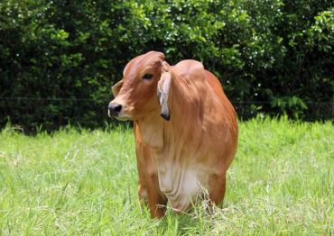 Pastuch elektryczny. Co warto wiedzieć o takim urządzeniu?