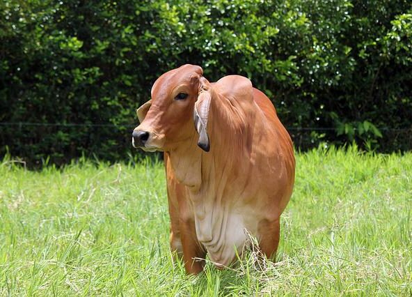Pastuch elektryczny. Co warto wiedzieć o takim urządzeniu?