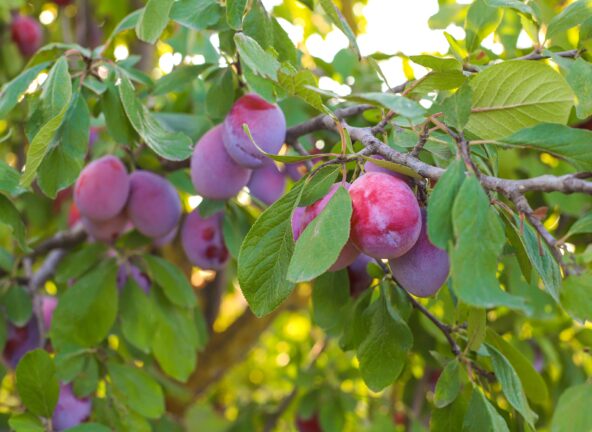 Intensywny sezon zbioru owoców w „Herbapol-Lublin” nadal trwa