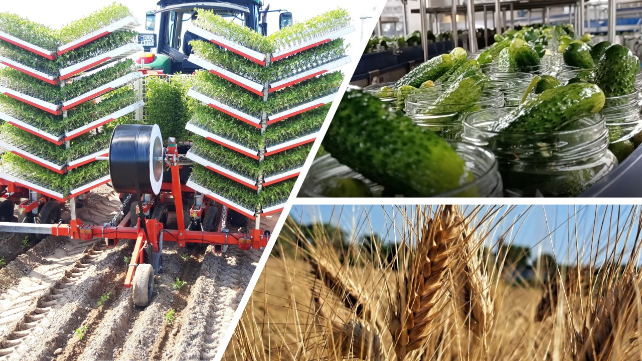 Grupa Maspex rozwija projekty wspierające zrównoważone rolnictwo