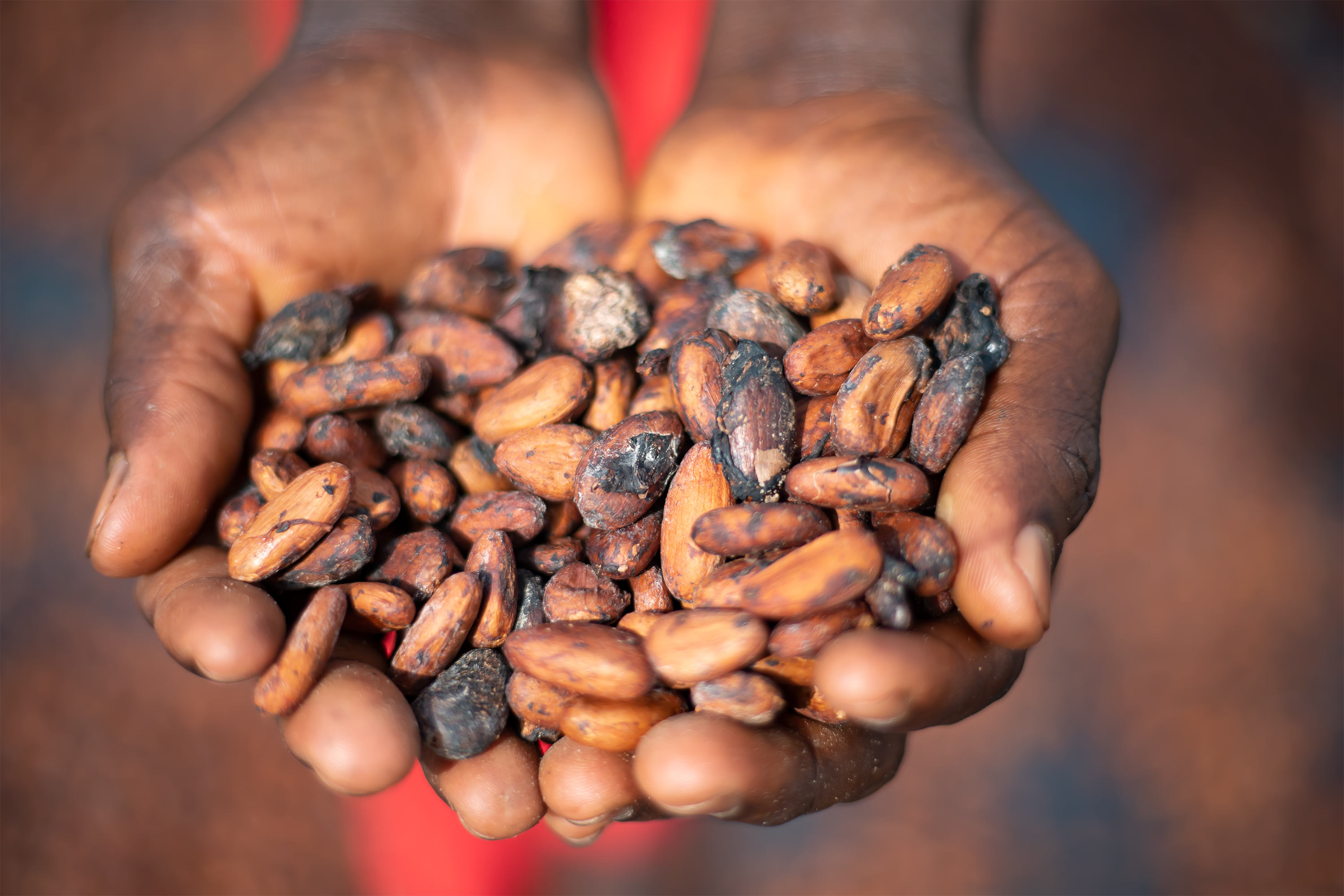 Mars Wrigley w Europie zobowiązuje się do wykorzystania 100% odpowiedzialnie pozyskiwanego kakao od 2023 r.
