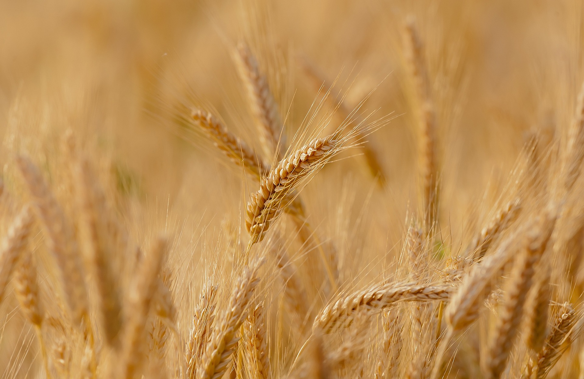 FAO przewiduje zmniejszenie produkcji zbóż