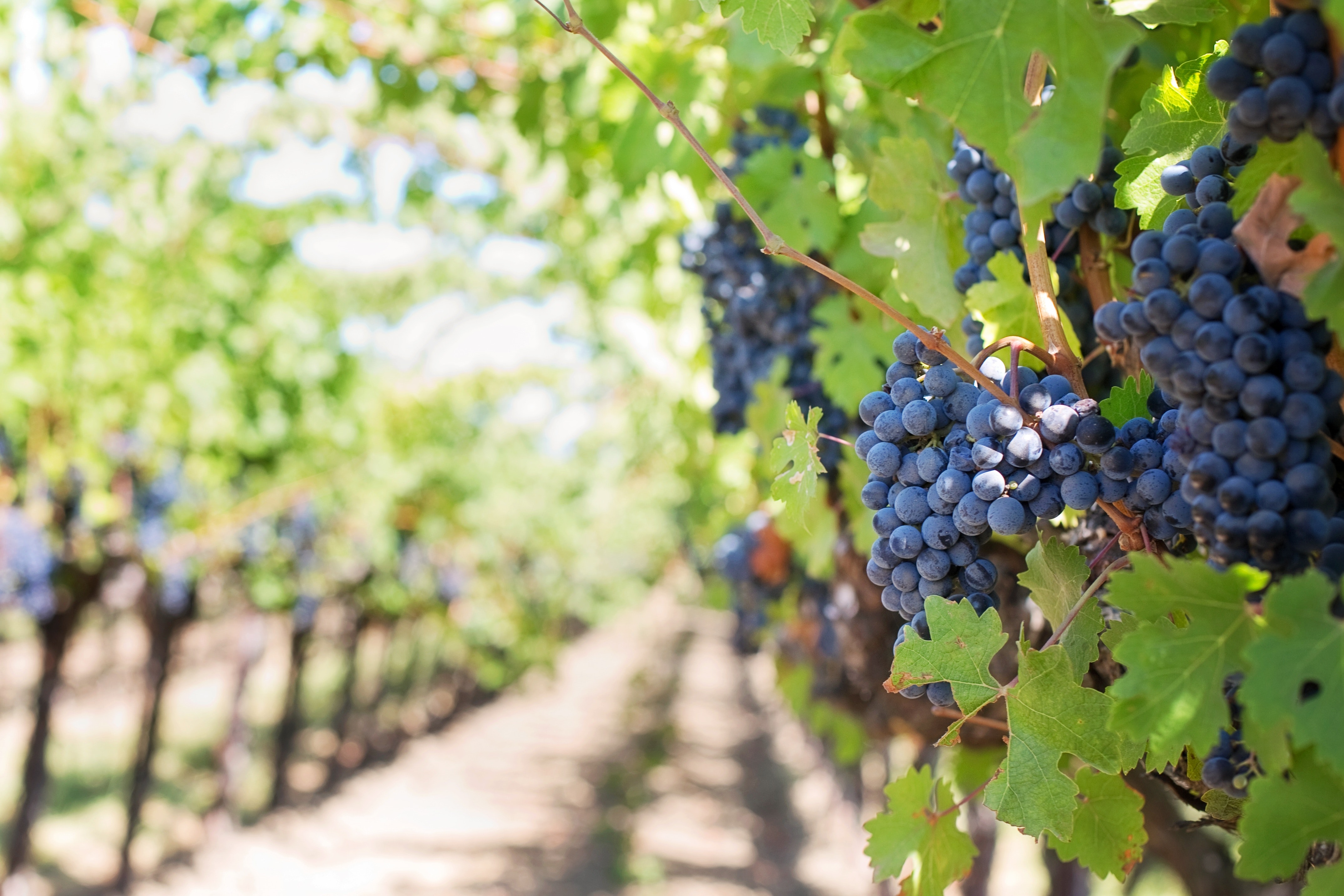 Związek Pracodawców Polska Rada Winiarstwa: Mamy nadzieję, że sprzedaż wina nie zaliczy w tym kwartale dołka
