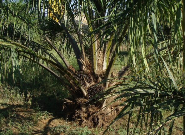 Czy Malezja wstrzyma eksport oleju palmowego do UE?