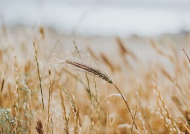 Ceny pszenicy spadają na światowych giełdach