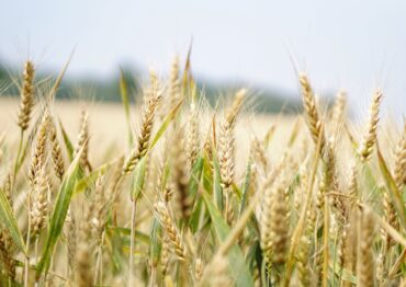 KE zatwierdziła pomoc dla polskich producentów rolnych