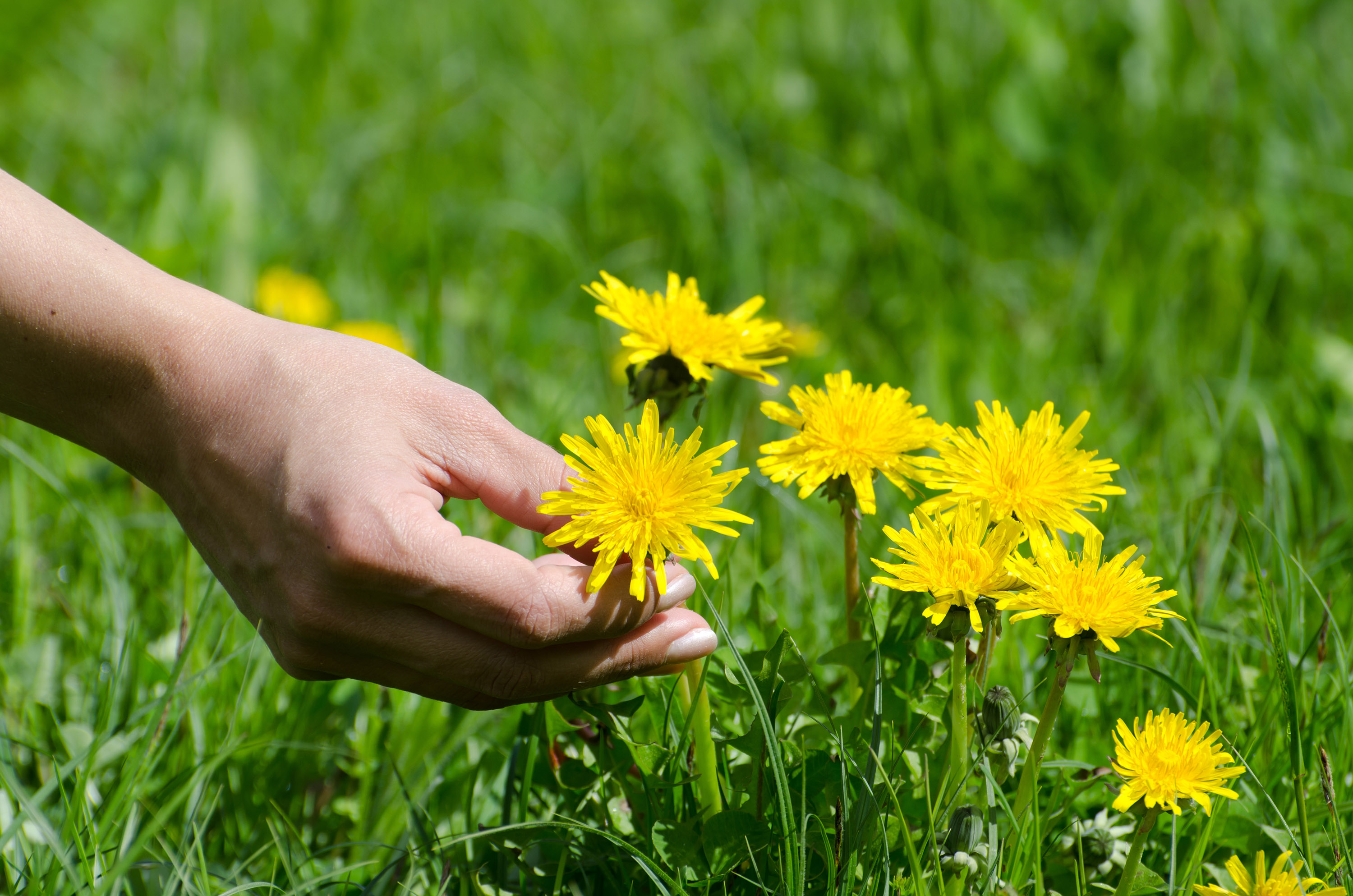 Herbapol – mamy to w naturze! Jak powstają produkty pełne naturalnych surowców