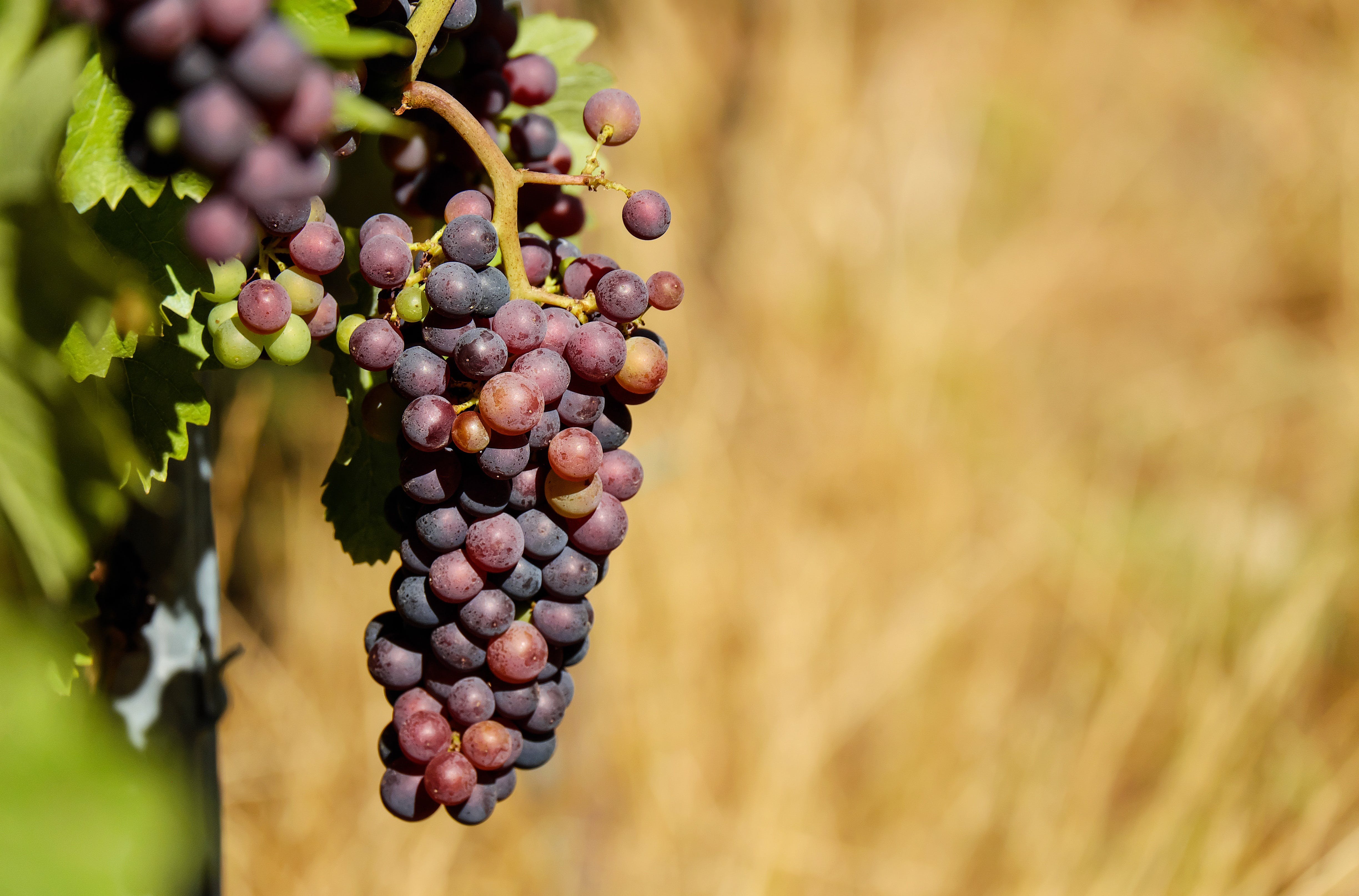 Zmalała produkcja wina na świecie