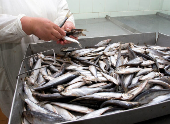 Polska chce odstępstwa od zakazu połowu szprota