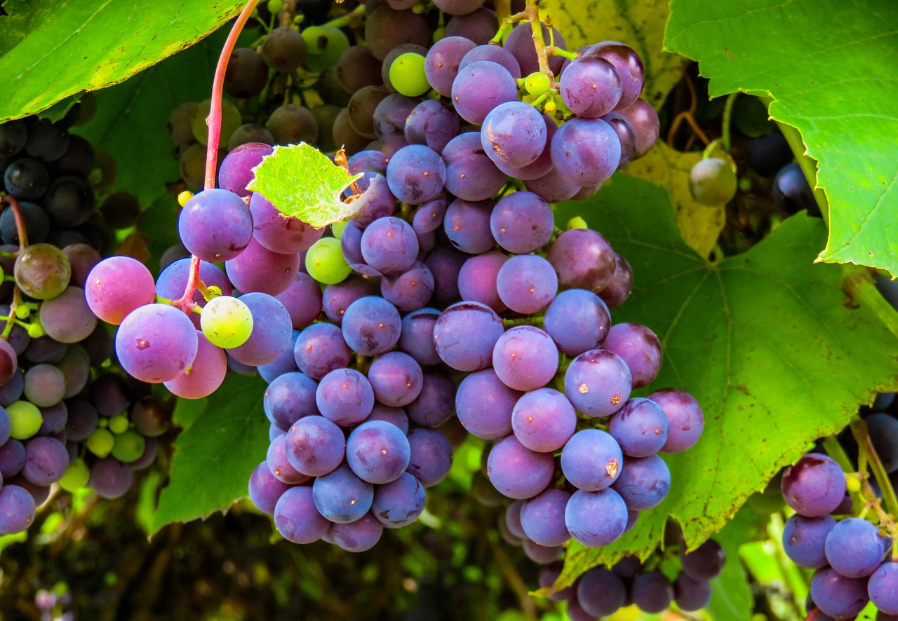 Winiarze z Australii wyrywają winorośle chcąc obniżyć produkcję
