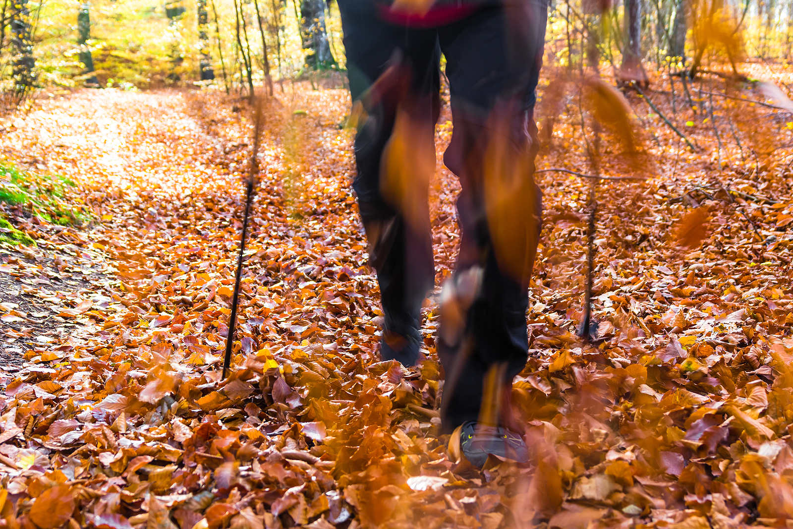 Sportowy weekend z “Poradnikiem Handlowca”: Nordic walking w jesiennej odsłonie