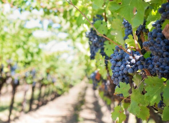 Europejscy producenci wina zmagają się z efektami zmian klimatu