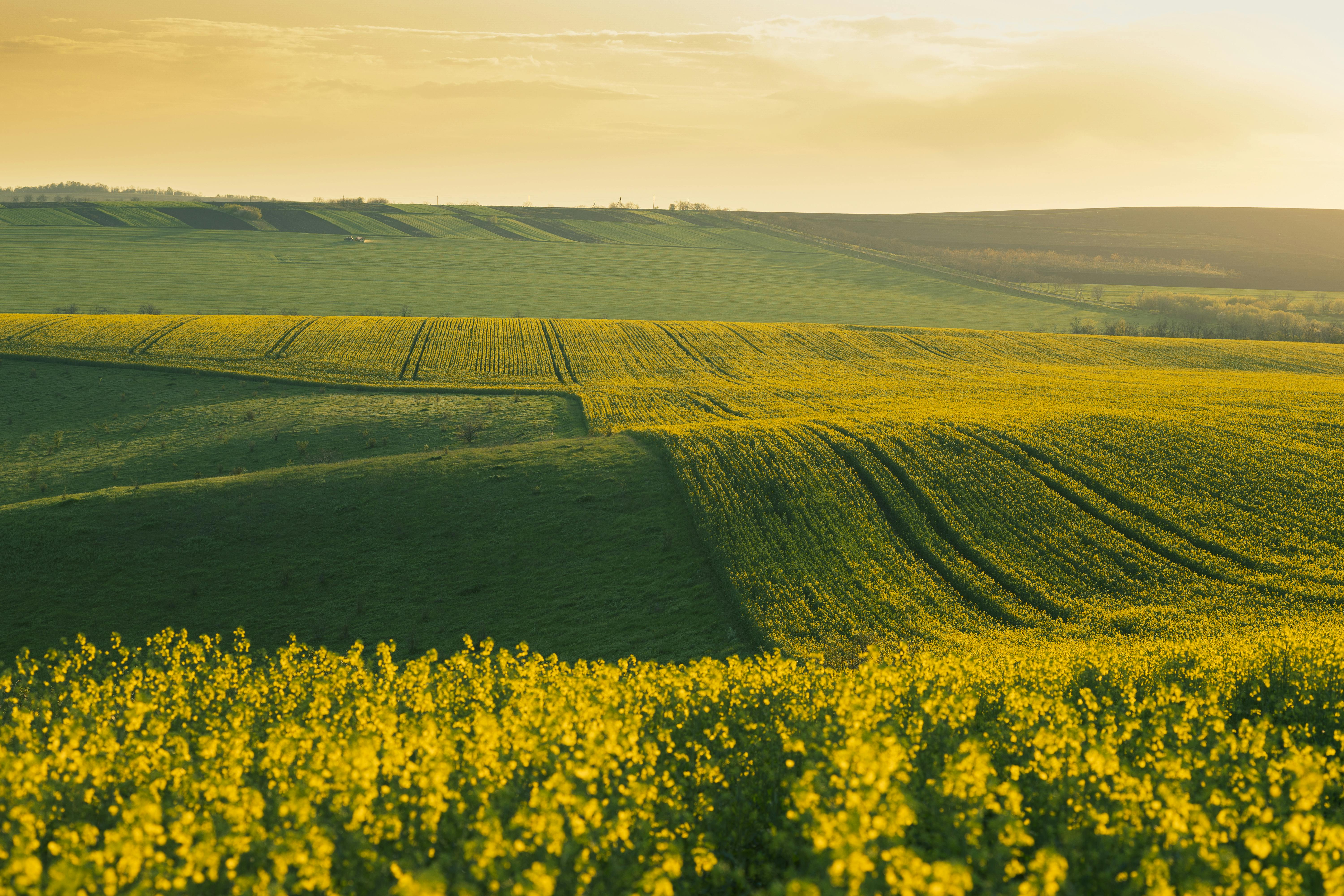 Produkcja rzepaku w Polsce w 2024 r. wyniosła 3,3 mln ton