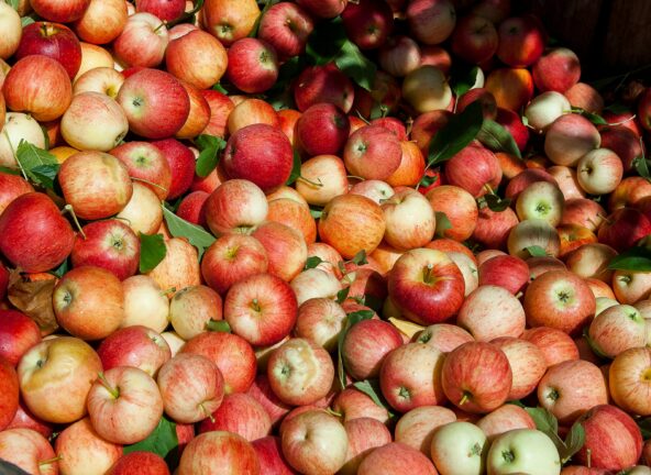 Polacy wracają do jabłek - ponad 2 miliony nowych konsumentów w dwa miesiące