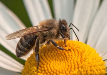 Polska czołowym producentem miodu. 8 sierpnia – Wielki Dzień Pszczół