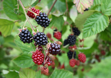 Jeżyny z największą dynamiką wzrostu konsumpcji w Polsce