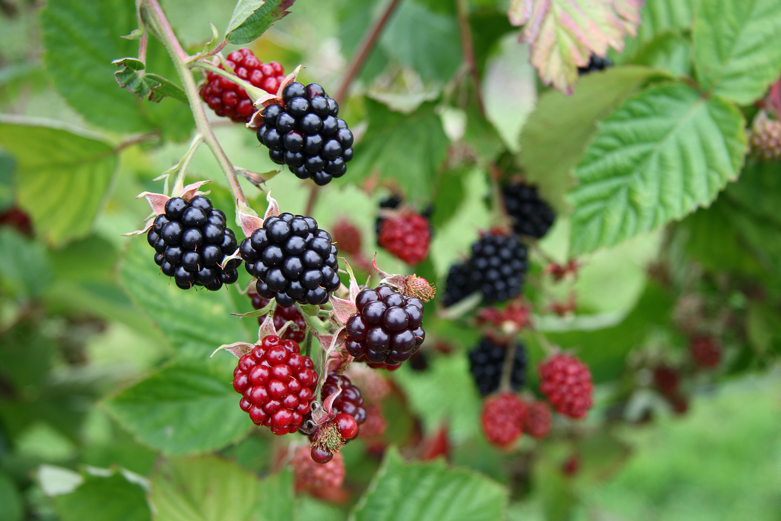 Jeżyny z największą dynamiką wzrostu konsumpcji w Polsce