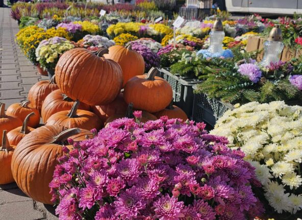 Jesienne XVII Targi Ogrodnictwa na Giełdzie na Andersa w Białymstoku