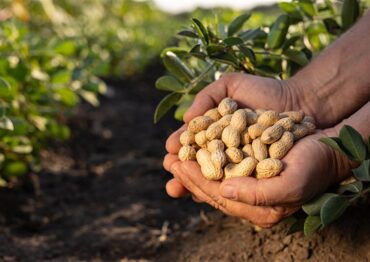 Mars rusza z globalnym planem „Protect the Peanut” – walka o przyszłość orzeszków ziemnych